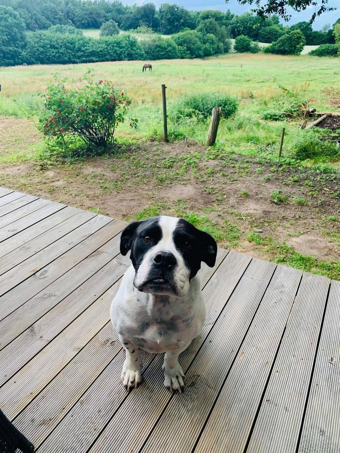 ホテル Glamping Mi Casa Tu Casadk Vissenbjerg エクステリア 写真